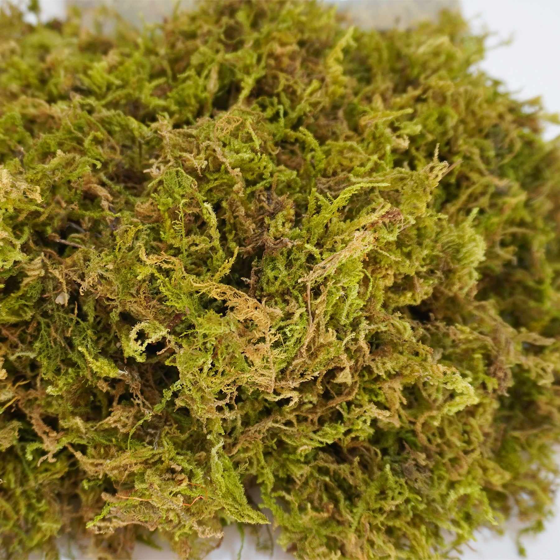Begeterday 6.5oz Pure Natural Reptile Moss for Humidity, Great for Snakes, Turtle and Other Reptiles, Good for Terrariums for Reptiles & amphibians